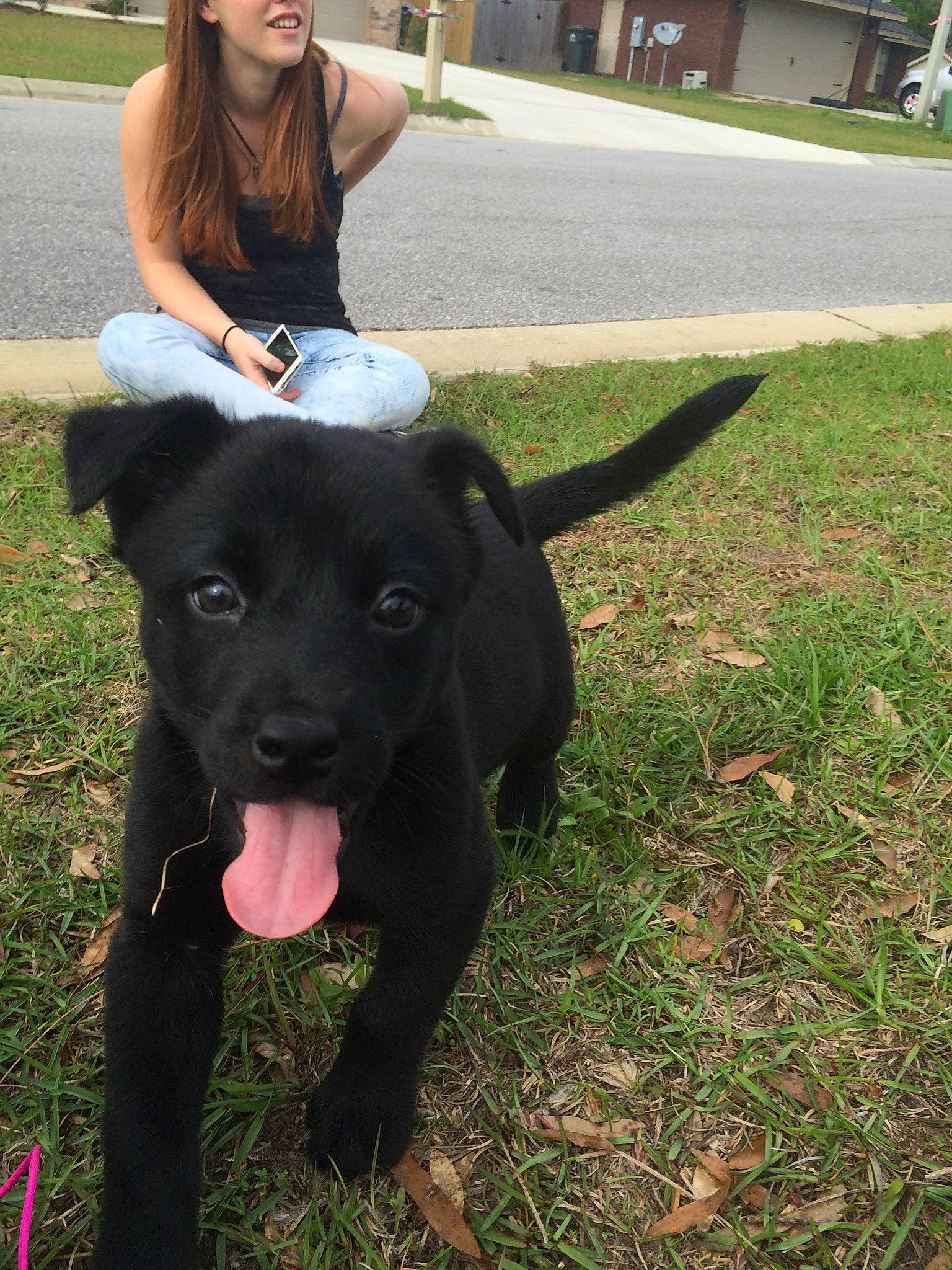 Bear joined the competition — help win amazing prizes! borador, canidae, carnivore, dog, dog_breed, fawn, guard_dog, labrador_retriever, mammal, patterdale_terrier, rare_breed_dog, sporting_group, vertebrate