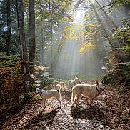 Balto participe au concours pour gagner de l'argent avec cette photo : animals, autumn, canine, daylight, dogs, forest, leaves, nature, outdoor, path, pets, scenic, sunbeam, sunlight, sunrays, trails, trees, walking, wildlife, woods