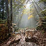 animals, autumn, canine, daylight, dogs, forest, leaves, nature, outdoor, path, pets, scenic, sunbeam, sunlight, sunrays, trails, trees, walking, wildlife, woods