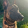 Opex a rejoint le concours — aidez-le/la à gagner de superbes lots ! animal, canine, closeup, collar, companion, daylight, dog, ears, flare, fur, german_shepherd, grass, greenery, hand, nature, outdoor, pet, portrait, sunlight, watchful