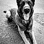 Opex a rejoint le concours — aidez-le/la à gagner de superbes lots ! animal, black_and_white, canine, close_up, daytime, dog, ears_up, fur, german_shepherd, happy, looking_at_camera, lying_down, muzzle, outdoor, pavement, pet, portrait, street, texture, tongue_out
