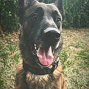 Opex a rejoint le concours — aidez-le/la à gagner de superbes lots ! animal, canine, collar, daylight, dog, ears, friendly, fur, german_shepherd, grass, greenery, hand, happy, muzzle, nature, outdoor, pet, portrait, tongue_out, watch