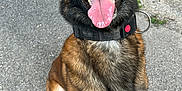 Opex participe au concours pour gagner de l'argent avec cette photo : alert, animal, canine, collar, dog, ears_up, fur, german_shepherd, ground, happy, looking_up, nature, nose, outdoor, paw, pet, playful, rock, sitting, tongue_out