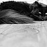 Abby a rejoint le concours — aidez-le/la à gagner de superbes lots ! cat, black_cat, fluffy, fur, long_hair, lying_down, sleepy, staring, eyes, ears, whiskers, animal, pet, bed, bedroom, indoor, black_and_white, monochrome, close_up, relaxed