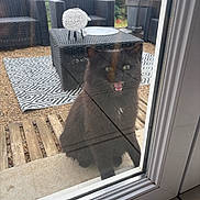 Abby participe au concours pour gagner de l'argent avec cette photo : cat, black_cat, fluffy, long_hair, open_mouth, green_eyes, animal, pet, outdoor, patio, garden, wicker_furniture, chair, table, outdoor_rug, glass_door, doorway, wooden_deck, potted_plant, portrait