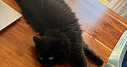 Abby participe au concours pour gagner de l'argent avec cette photo : black_cat, cat, fluffy, long_hair, feline, pet, lying_down, sprawling, tail, golden_eyes, wooden_table, indoors, sunlight, window, chair, home, furniture, relaxed, portrait, animal