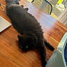 black_cat, cat, fluffy, long_hair, feline, pet, lying_down, sprawling, tail, golden_eyes, wooden_table, indoors, sunlight, window, chair, home, furniture, relaxed, portrait, animal