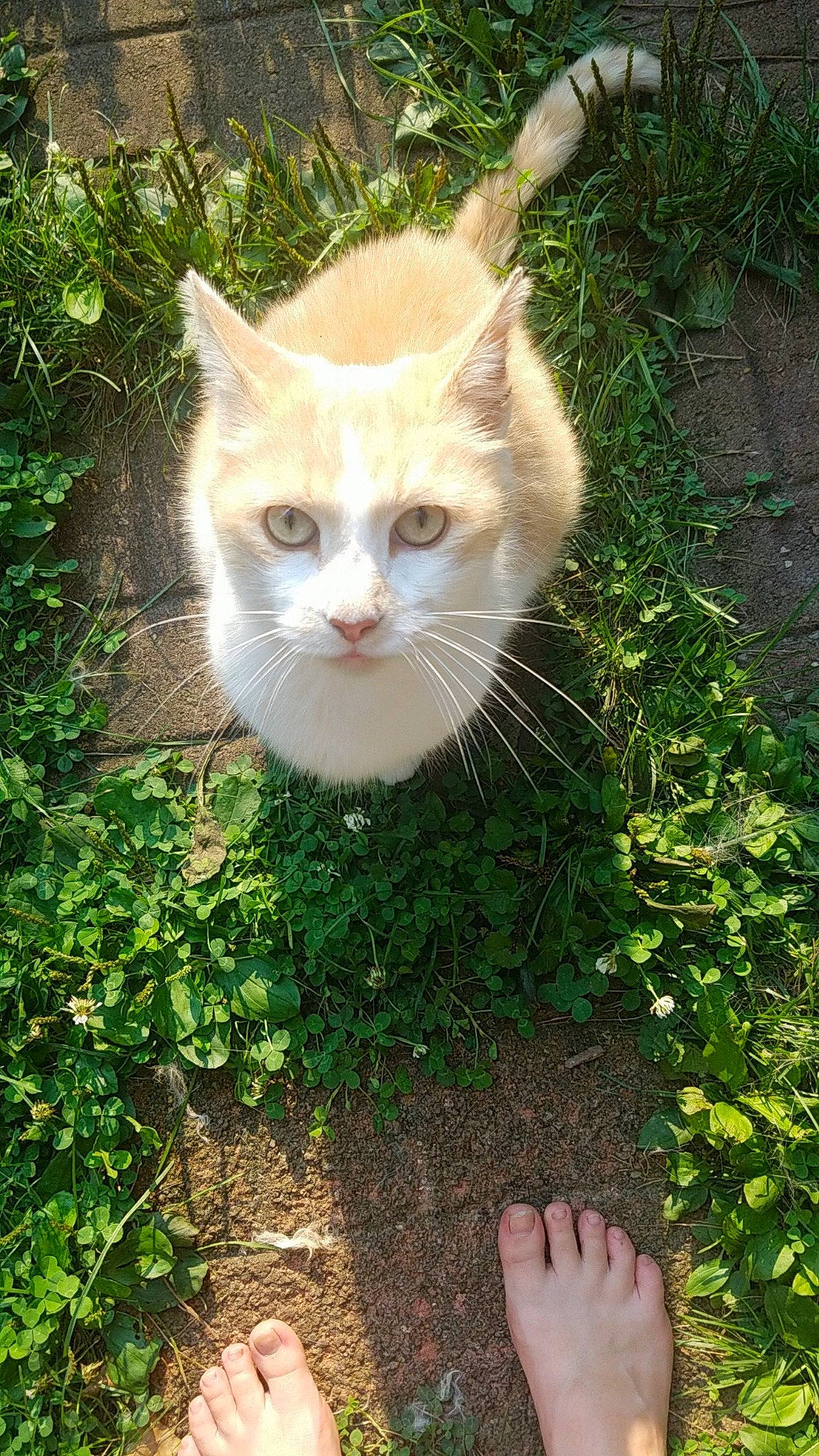 Parker joined the competition — help win amazing prizes! art, botany, carnivore, cat, domestic_short_haired_cat, fawn, felidae, fur, grass, groundcover, lawn, people_in_nature, plant, shrub, small_to_medium_sized_cats, snout, tail, tree, whiskers, window