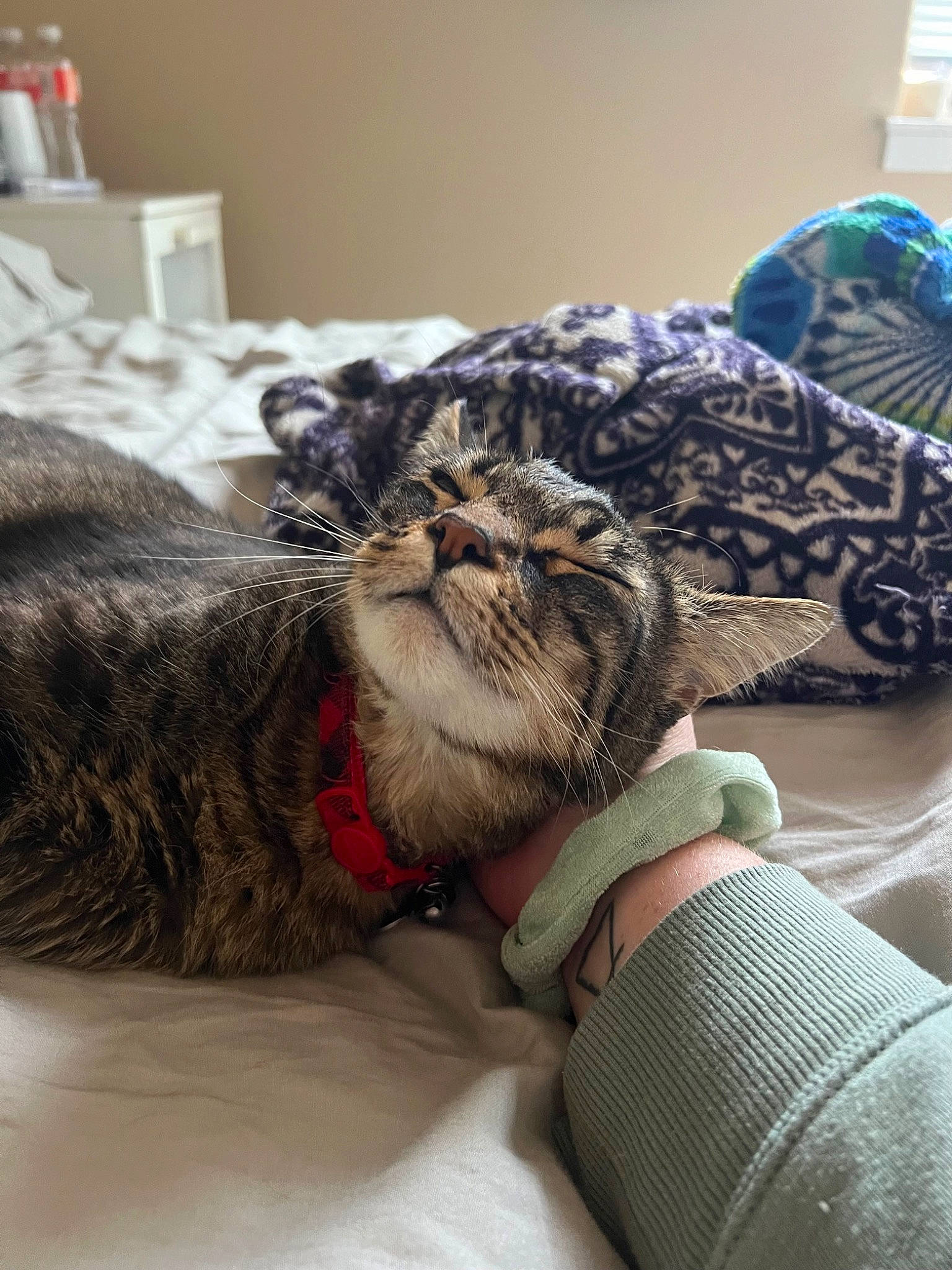 Kevin is registered to the contest to win money with this photo: canidae, carnivore, cat, claw, comfort, companion_dog, couch, dog_breed, domestic_short_haired_cat, fawn, felidae, fur, nap, pattern, paw, small_to_medium_sized_cats, snout, sporting_group, terrestrial_animal, whiskers