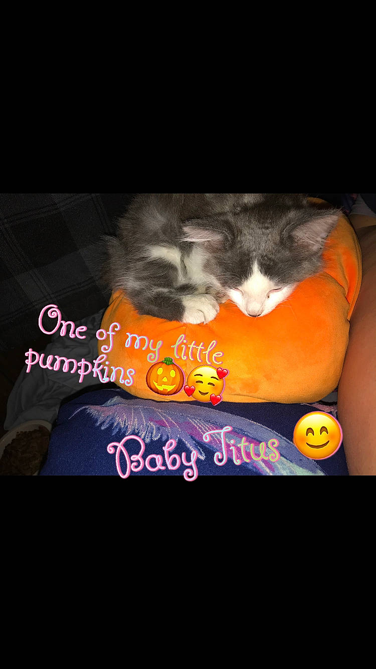 Leon May joined the competition — help win amazing prizes! carnivore, cat, felidae, kitten, norwegian_forest_cat, photo_caption, shih_tzu, small_to_medium_sized_cats