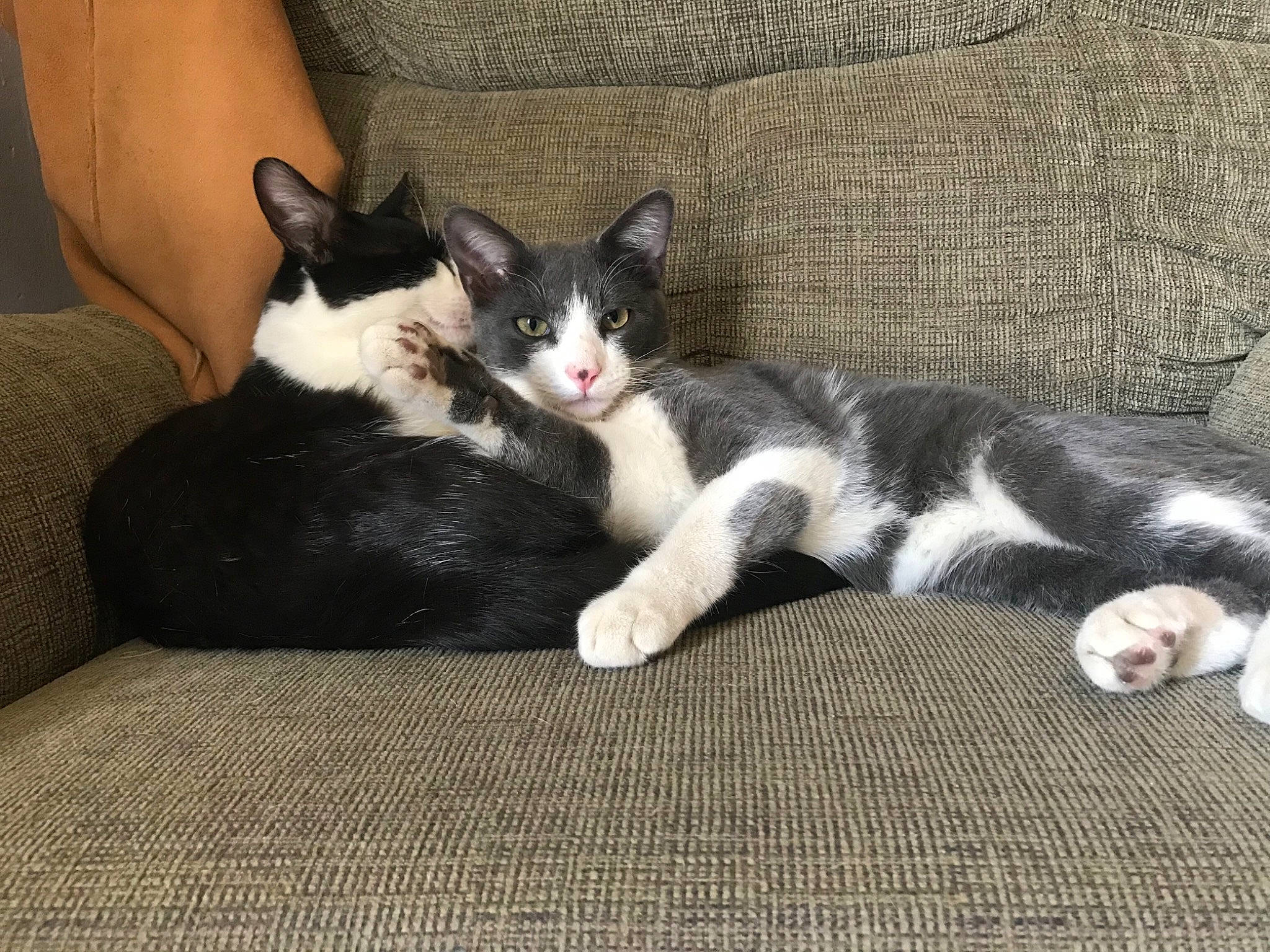 Leon May joined the competition — help win amazing prizes! american_wirehair, carnivore, cat, domestic_short_haired_cat, european_shorthair, felidae, fur, kitten, mammal, paw, polydactyl_cat, small_to_medium_sized_cats, tail, vertebrate, whiskers