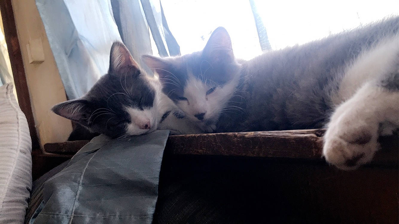 Leon May is registered to the contest to win money with this photo: carnivore, cat, domestic_short_haired_cat, felidae, kitten, mammal, nap, polydactyl_cat, small_to_medium_sized_cats, snout, whiskers