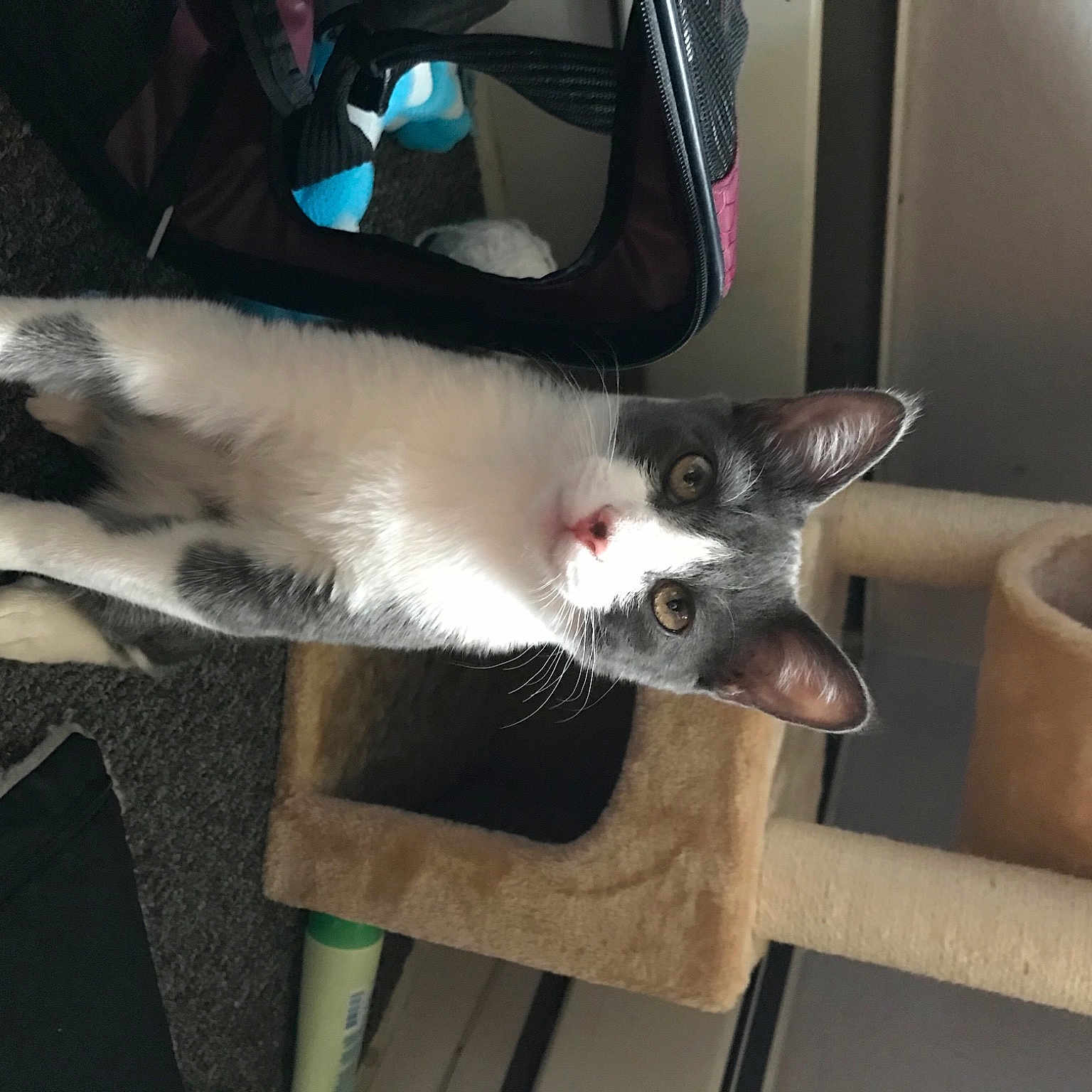 Leon May joined the competition — help win amazing prizes! aegean_cat, asian, carnivore, cat, domestic_short_haired_cat, felidae, javanese, kitten, mammal, oriental_longhair, oriental_shorthair, small_to_medium_sized_cats, vertebrate, whiskers