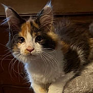Callie joined the competition — help win amazing prizes! cat, kitten, calico, fur, whiskers, ears, eyes, nose, paws, cat_tree, indoor, pet, animal, feline, cute, soft, cozy, resting, closeup, portrait