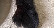 Max joined the competition — help win amazing prizes! animal, black_fur, blur, close_up, detail, dog, foot, fur, fuzzy, ground, mammal, nature, outdoor, paw, pet, shadow, soft, texture, walking, wildlife
