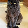 Max is registered to the contest to win money with this photo: cat, black_cat, fluffy, yellow_eyes, sitting, indoor, pet, feline, animal, fur, whiskers, cute, domestic_cat, portrait, looking, alert, ears, nose, floor, home