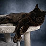 Max is registered to the contest to win money with this photo: black_cat, cat, pet, feline, animal, indoor, cat_tree, gray_furniture, relaxed, laying_down, fur, whiskers, ears, claws, paws, close_up, portrait, soft_texture, domestic_cat, resting