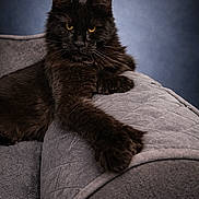 Max joined the competition — help win amazing prizes! black_cat, cat, pet, animal, feline, yellow_eyes, long_fur, couch, quilted, gray, indoor, portrait, relaxed, paw, fur, whiskers, ears, home, furniture, background