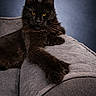 animal, background, black_cat, cat, couch, ears, feline, fur, furniture, gray, home, indoor, long_fur, paw, pet, portrait, quilted, relaxed, whiskers, yellow_eyes