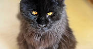 Max joined the competition — help win amazing prizes! cat, black_cat, pet, animal, feline, yellow_eyes, fur, whiskers, sitting, indoor, blurred_background, close_up, cute, domestic_animal, mammal, portrait, focused, soft_lighting, home, curious