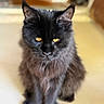animal, black_cat, blurred_background, cat, close_up, curious, cute, domestic_animal, feline, focused, fur, home, indoor, mammal, pet, portrait, sitting, soft_lighting, whiskers, yellow_eyes