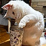 Frosty is registered to the contest to win money with this photo: cat, white_cat, fluffy, paw, tumbler, floral_pattern, curious, indoor, table, wooden_table, pet, animal, whiskers, drinking, close_up, feline, domestic_cat, playful, household, curiosity