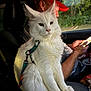 animal, car_interior, cat, closeup, daylight, domestic_animal, feline, fluffy, fur, harness, leisure, nature_outside, person, pet, red_cap, seat, sitting, smartphone, white_cat, window