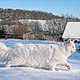 cat, white_cat, snow, winter, outdoor, animal, furry, barn, silo, tractor, rural, field, nature, daylight, sky, trees, cold, walking, fluffy, serene