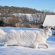 Frosty is registered to the contest to win money with this photo: animal, barn, cat, cold, daylight, field, fluffy, furry, nature, outdoor, rural, serene, silo, sky, snow, tractor, trees, walking, white_cat, winter