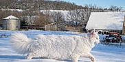 Frosty is registered to the contest to win money with this photo: animal, barn, cat, cold, daylight, field, fluffy, furry, nature, outdoor, rural, serene, silo, sky, snow, tractor, trees, walking, white_cat, winter