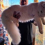 Frosty joined the competition — help win amazing prizes! animal, blurred_background, cat, cozy, curtains, domestic, fluffy, furniture, hand, holding, indoor, person, pet, portrait, relaxed, soft_light, sunlight, tail, white_cat, window