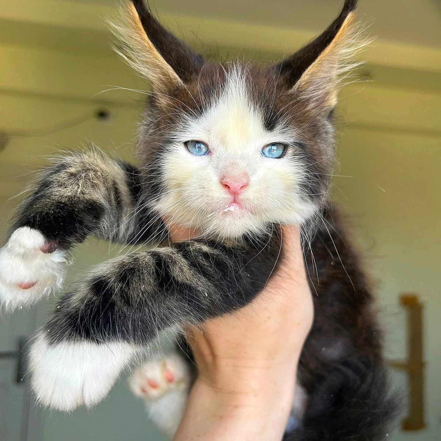 Beau joined the competition — help win amazing prizes! kitten, cat, blue_eyes, fluffy, pet, feline, indoor, hand_holding, cute, ears, fur, pink_nose, whiskers, animal, young, domestic_cat, close_up, adorable, portrait, mammal
