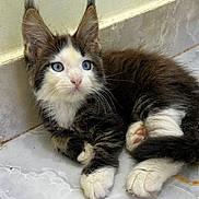 Beau joined the competition — help win amazing prizes! kitten, cat, blue_eyes, fluffy, fur, whiskers, paws, ears, indoor, floor, tile, pet, cute, young, animal, mammal, resting, looking, curious, small