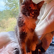 Gracie Blu is registered to the contest to win money with this photo: kitten, cat, furry, indoor, window, curious, pet, animal, whiskers, paws, soft_light, background_blur, cozy, domestic, young, cute, fluffy, portrait, feline, natural_light