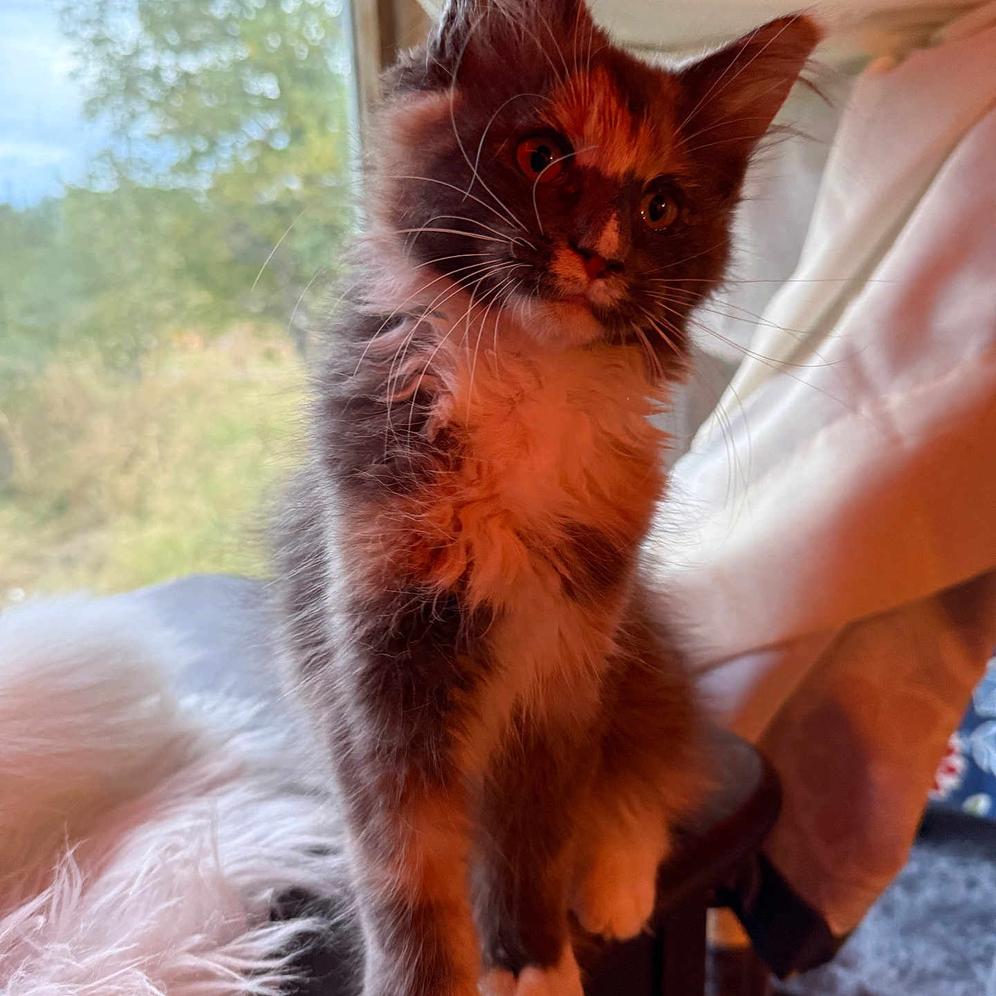Gracie Blu is registered to the contest to win money with this photo: animal, background_blur, cat, cozy, curious, cute, domestic, feline, fluffy, furry, indoor, kitten, natural_light, paws, pet, portrait, soft_light, whiskers, window, young