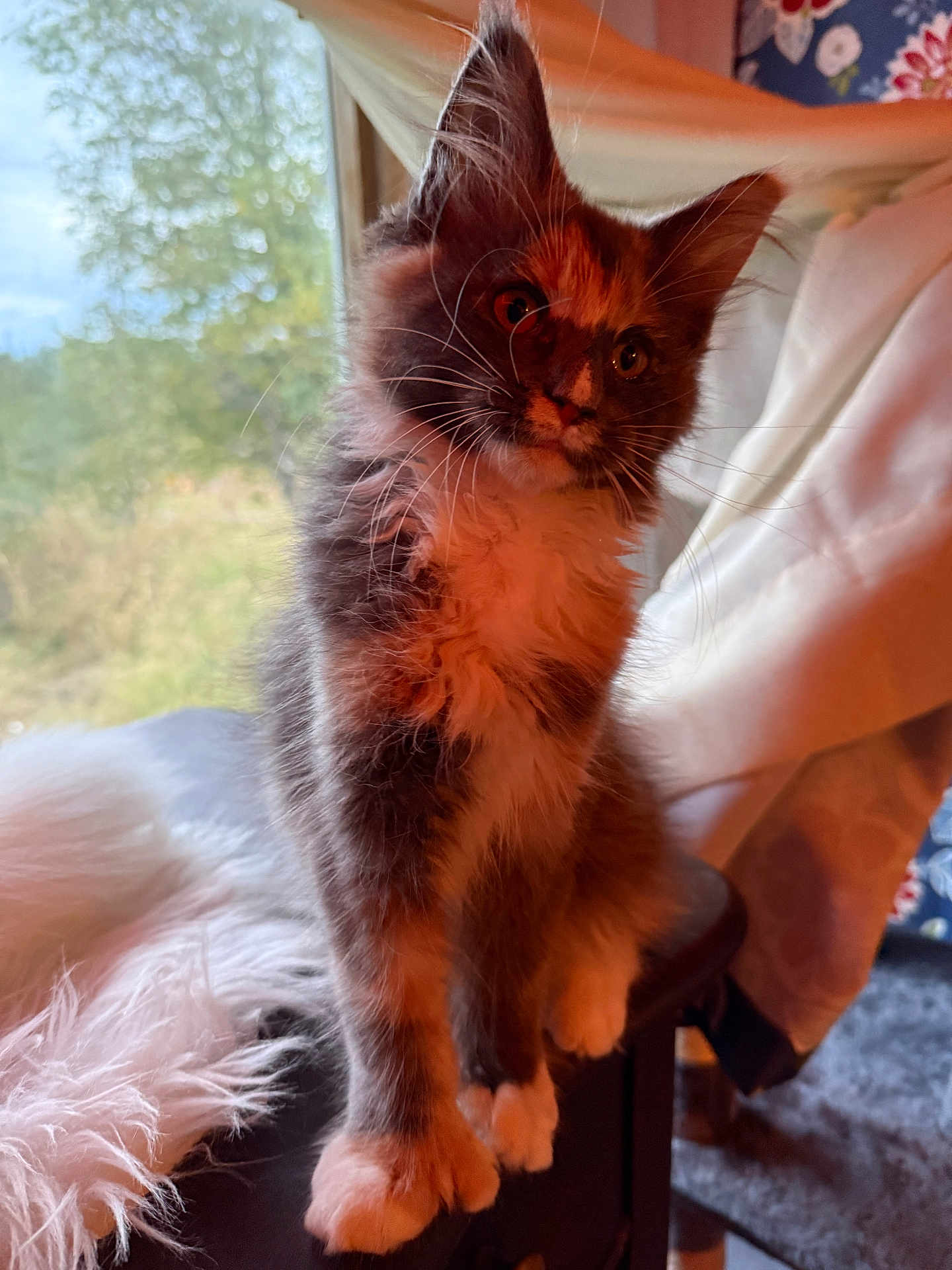 Gracie Blu is registered to the contest to win money with this photo: kitten, cat, furry, indoor, window, curious, pet, animal, whiskers, paws, soft_light, background_blur, cozy, domestic, young, cute, fluffy, portrait, feline, natural_light
