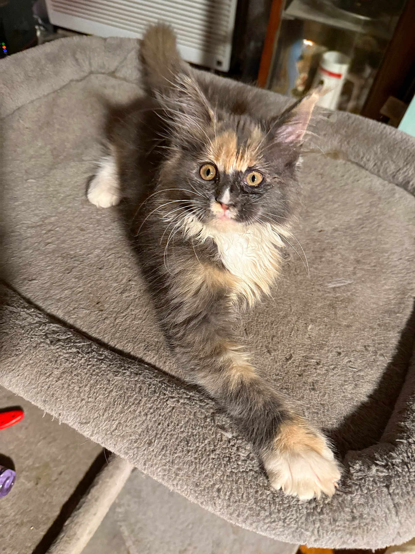 Gracie Blu
