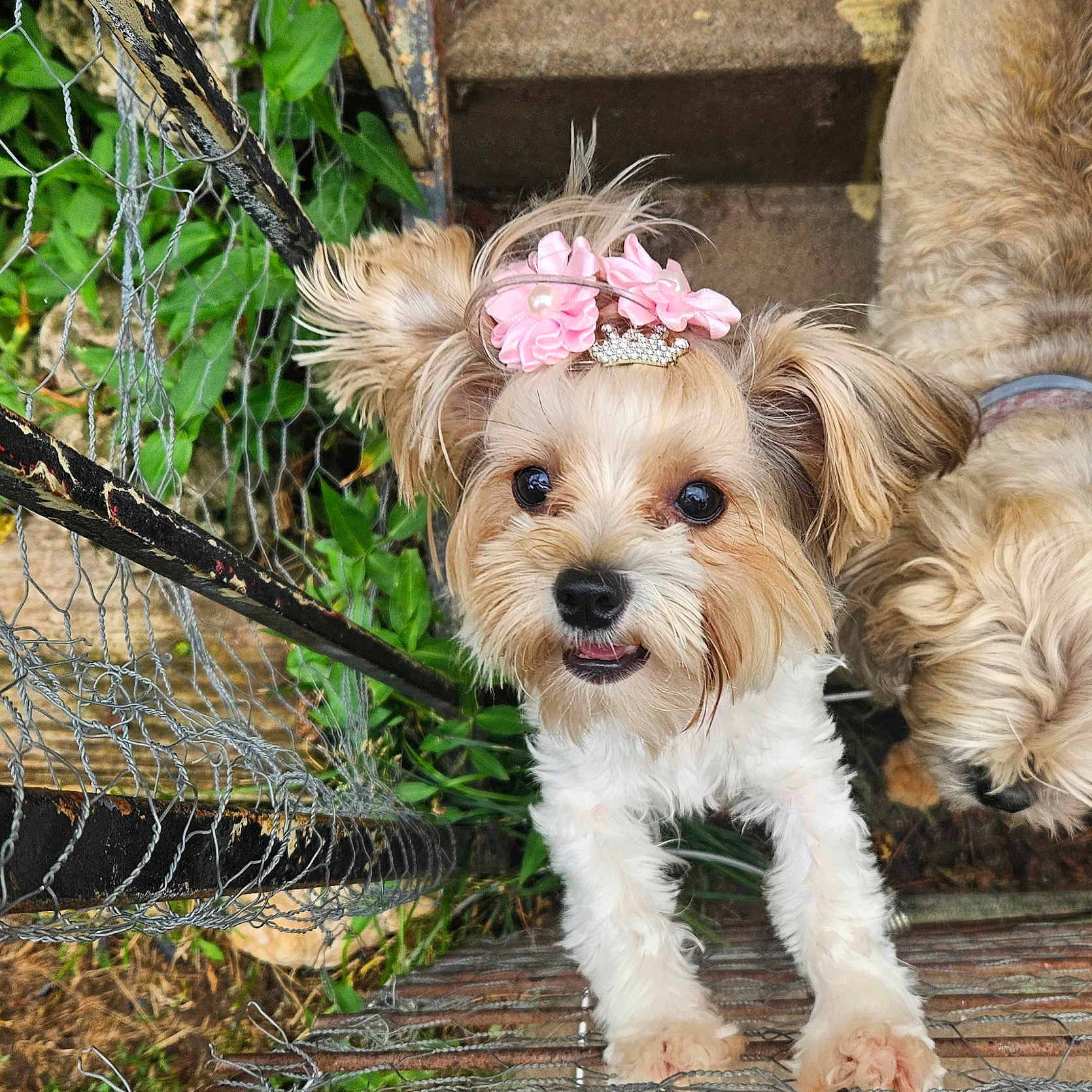 Angel joined the competition — help win amazing prizes! dog, pet, fluffy, cute, outdoor, fence, greenery, headband, flower, crown, curious, brown, white, fur, closeup, playful, animal, nature, companion, portrait