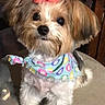 Angel is registered to the contest to win money with this photo: dog, small_dog, fluffy, bandana, bow, pet, cute, indoor, looking_up, fur, adorable, animal, mammal, companion, domestic_animal, portrait, sitting, colorful, accessory, cute_pet