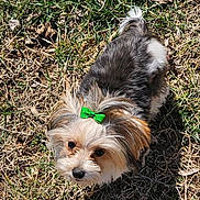 Angel joined the competition — help win amazing prizes! dog, small_dog, bow, green_bow, fur, outdoor, grass, sunlight, pet, cute, animal, mammal, brown_fur, white_fur, black_nose, shadow, curious, looking_up, nature, daylight