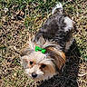 animal, black_nose, bow, brown_fur, curious, cute, daylight, dog, fur, grass, green_bow, looking_up, mammal, nature, outdoor, pet, shadow, small_dog, sunlight, white_fur
