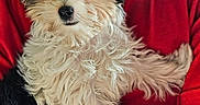 Angel joined the competition — help win amazing prizes! puppy, dog, fluffy, fur, pet, cute, animal, portrait, indoor, person, arm, red_shirt, small_dog, closeup, friendly, looking_at_camera, furry, companion, domestic_animal, holding