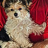 animal, arm, closeup, companion, cute, dog, domestic_animal, fluffy, friendly, fur, furry, holding, indoor, looking_at_camera, person, pet, portrait, puppy, red_shirt, small_dog