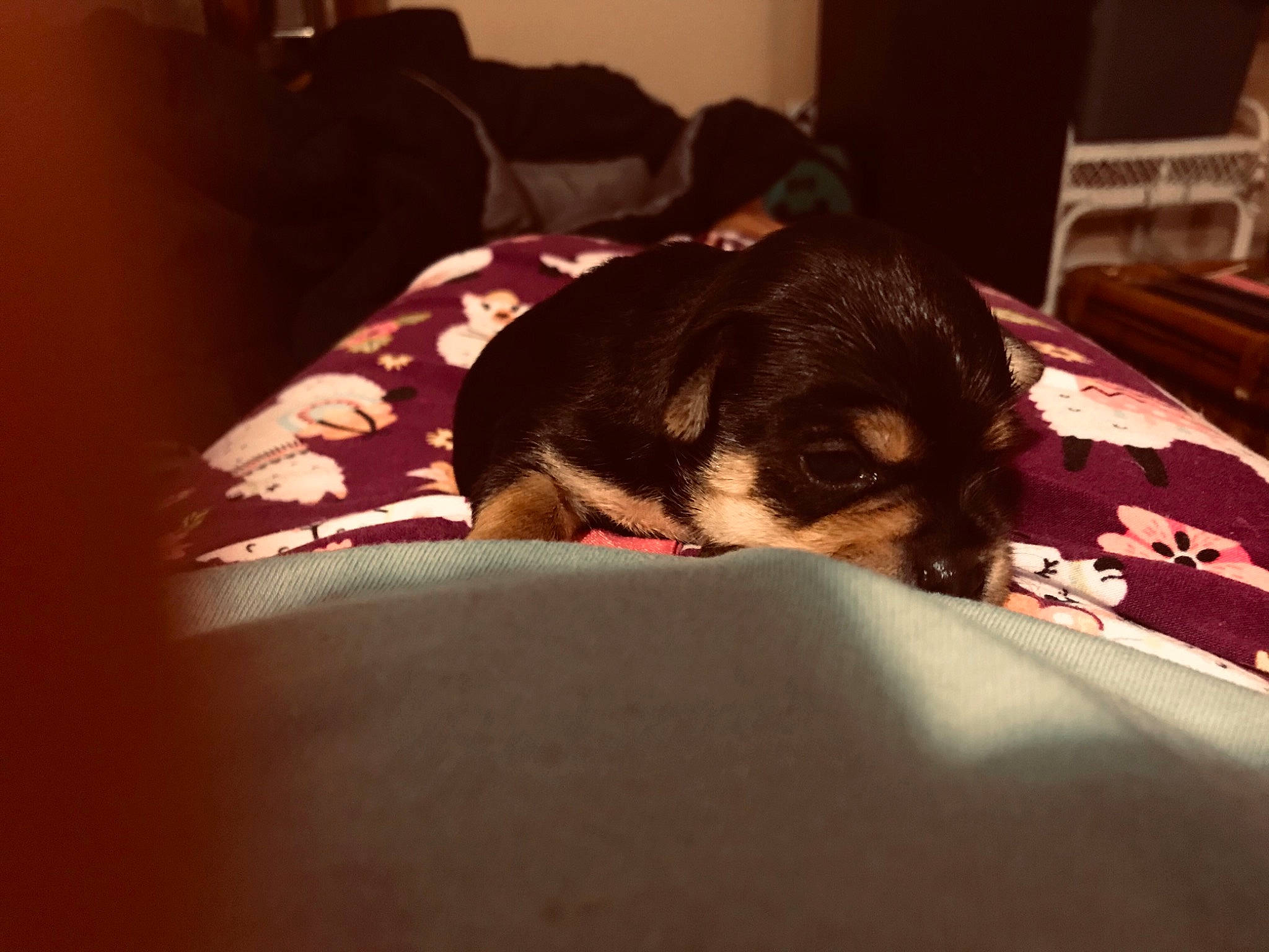 Chloe joined the competition — help win amazing prizes! beaglier, bed, canidae, carnivore, comfort, companion_dog, couch, dog, dog_breed, home, home_accessories, linens, living_room, nap, puppy, sleep, snout, toy_dog, working_animal, working_dog