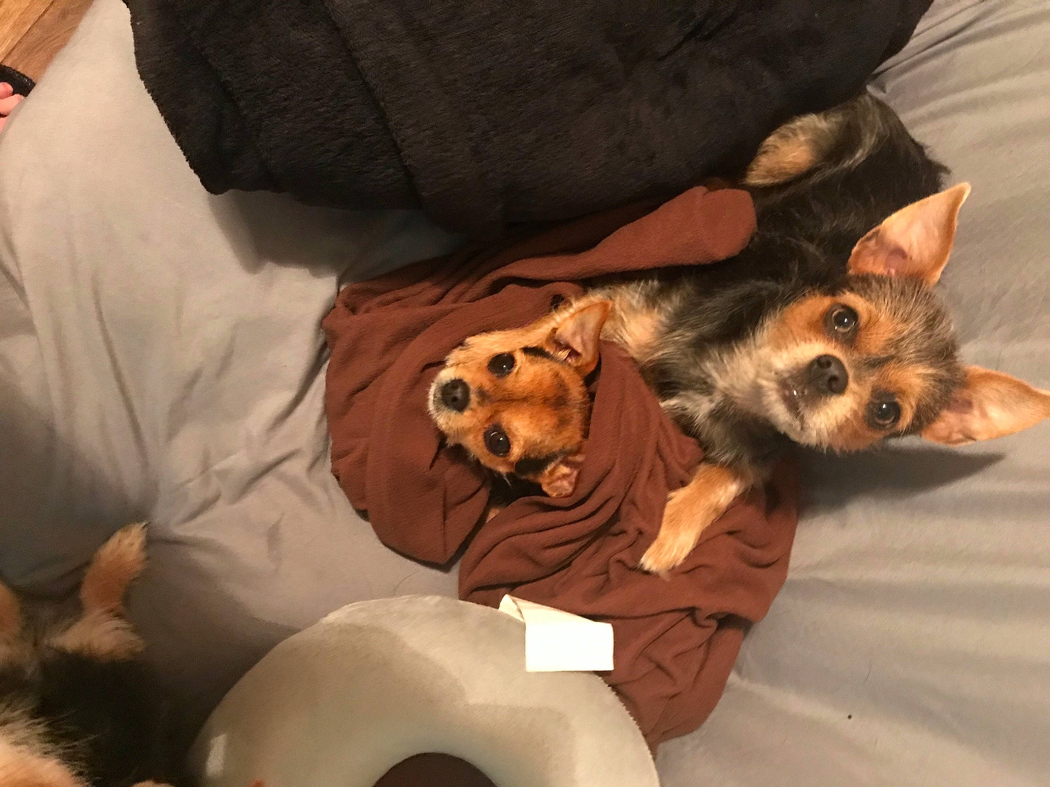 Nala joined the competition — help win amazing prizes! bed, canidae, carnivore, cat, comfort, companion_dog, dog, dog_breed, dog_clothes, dog_supply, ear, felidae, fur, linens, mammal, paw, smile, toy_dog, vertebrate, whiskers