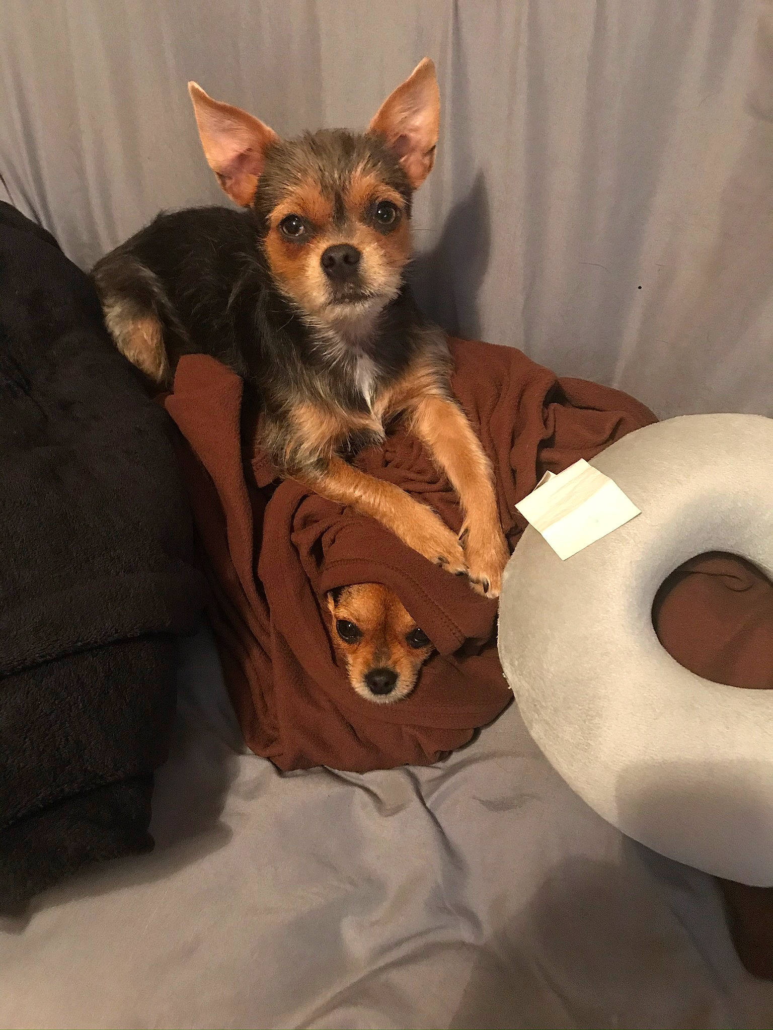 Nala joined the competition — help win amazing prizes! art, canidae, carnivore, chihuahua, circle, comfort, companion_dog, dog, dog_bed, dog_breed, dog_supply, fawn, fur, mammal, paw, snout, sporting_group, toy_dog, whiskers, working_animal