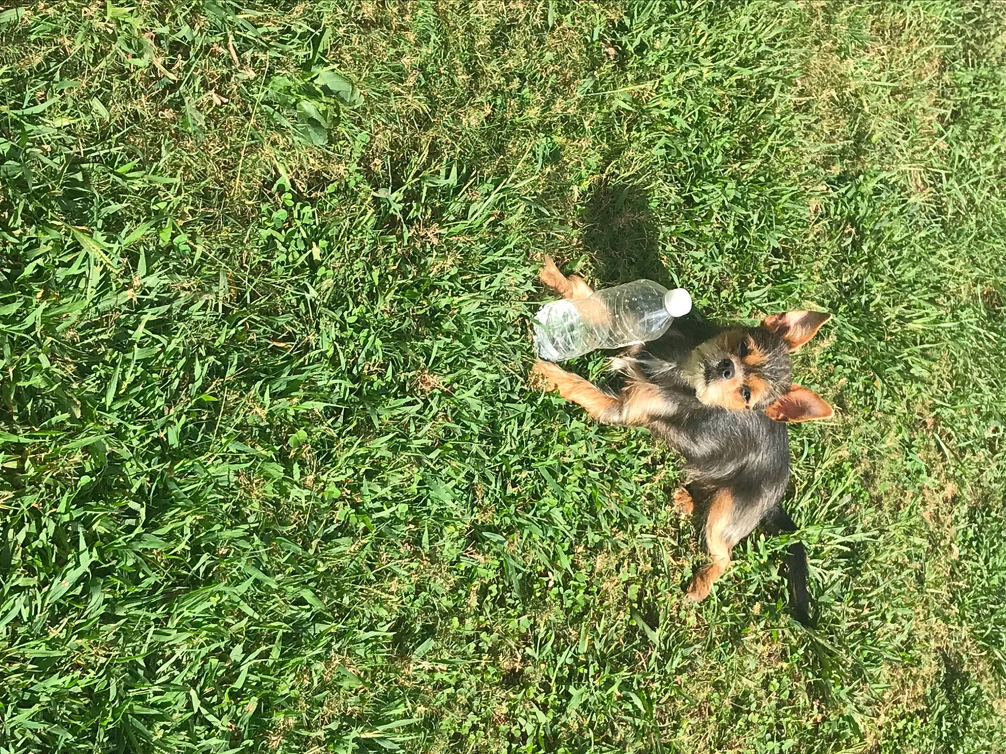 Nala is registered to the contest to win money with this photo: canidae, carnivore, dog_breed, field, fur, grass, grass_family, groundcover, herding_dog, lawn, pasture, tail