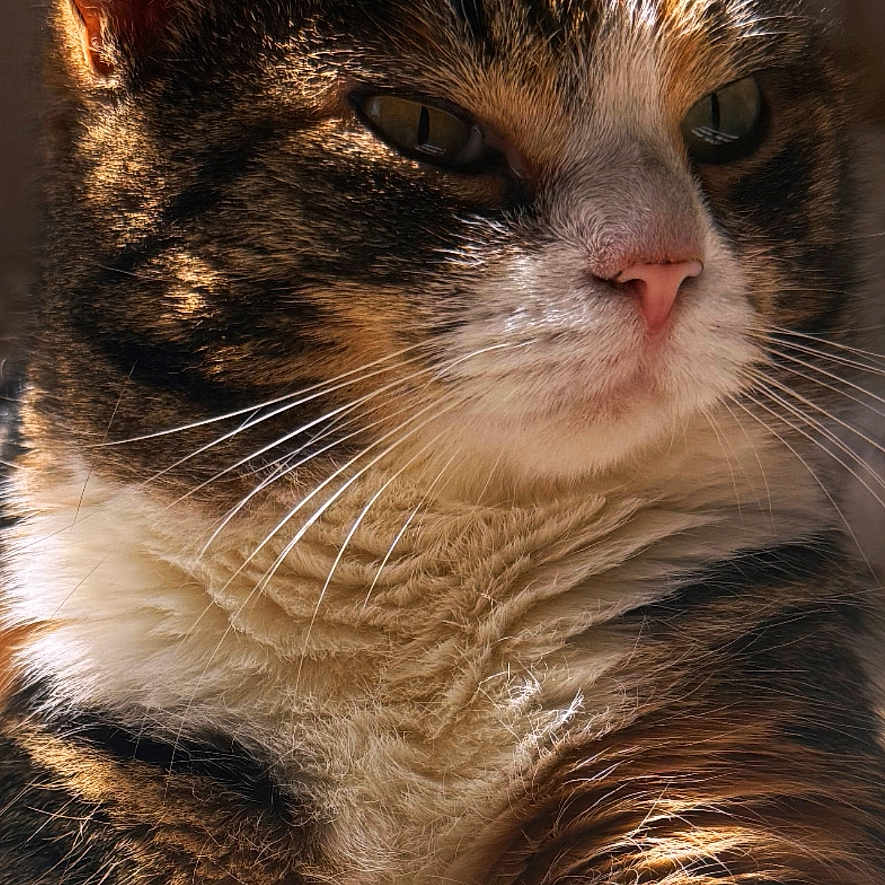 Margot