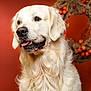 animal, autumn, background, close_up, cream_color, cute, dog, ears, fall_leaves, fluffy, friendly, fur, golden_retriever, indoor, orange_berries, pet, portrait, studio, tongue, wreath