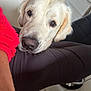 animal, brown_eyes, canine, close_up, clothing, companion, cute, dog, domestic_animal, floor, furniture, golden_retriever, indoor, leg, looking_up, pet, red_sleeve, resting, soft_fur, tile